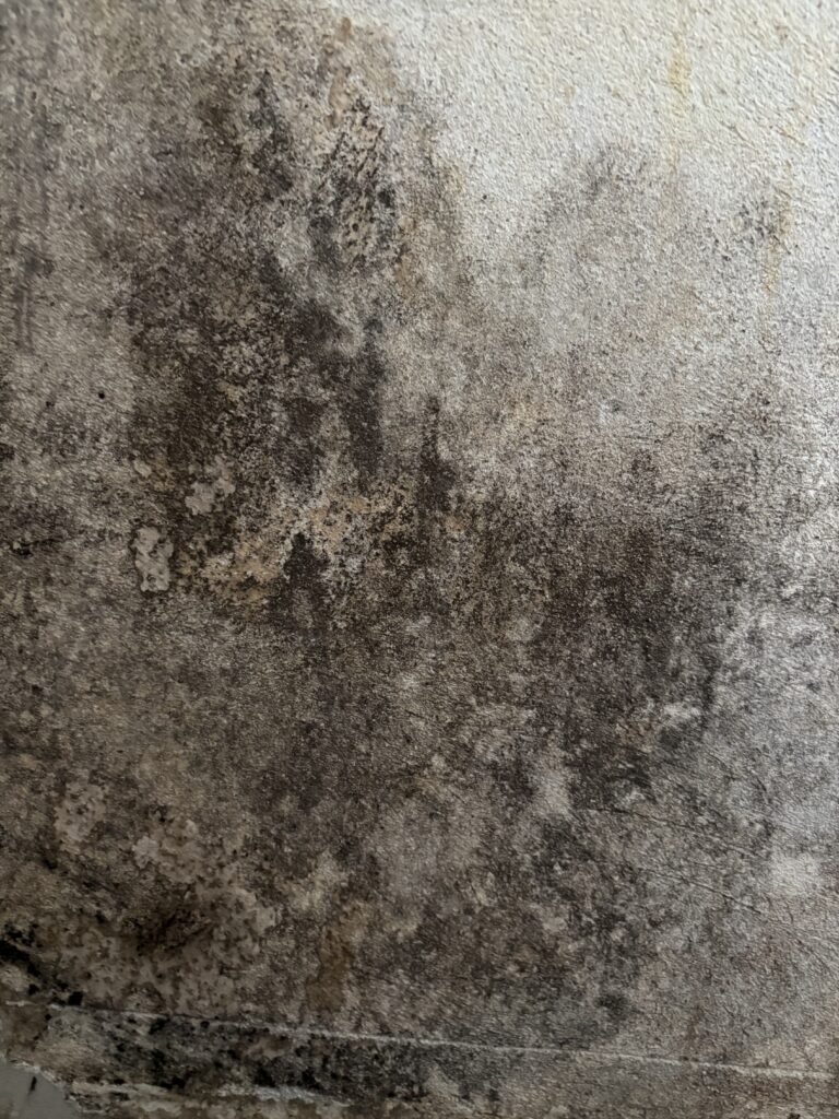 - RoomAlyzer - Screentek ApS - skimmelsvamp